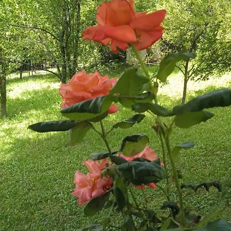 Oaza Mira Villa Sarajevo